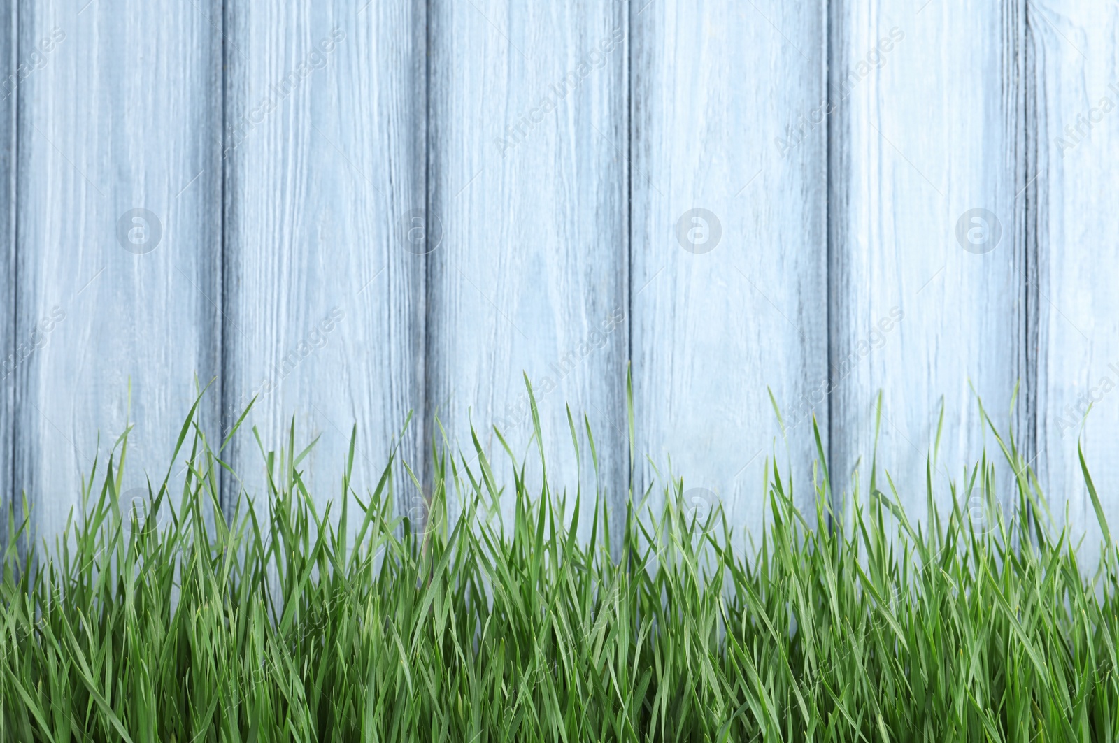 Photo of Fresh green grass near color wooden fence. Space for text