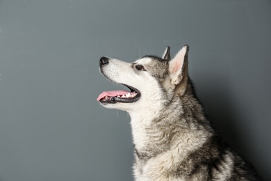 Photo of Cute Alaskan Malamute dog on gray background