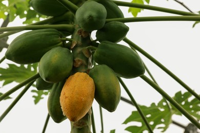 Photo of Papaya fruits growing on tree in greenhouse, low angle view