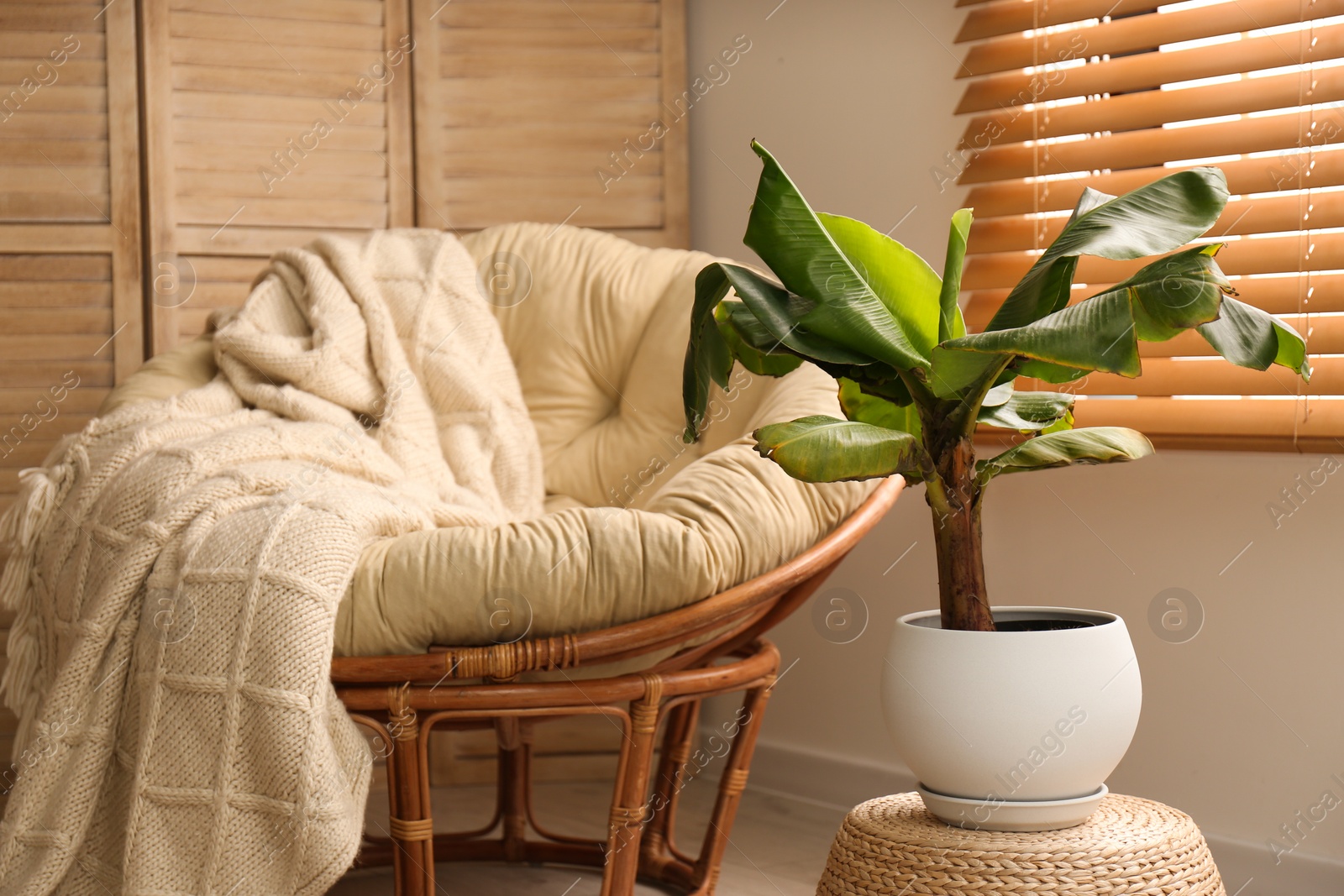 Photo of Exotic house plant with comfortable armchair in room interior