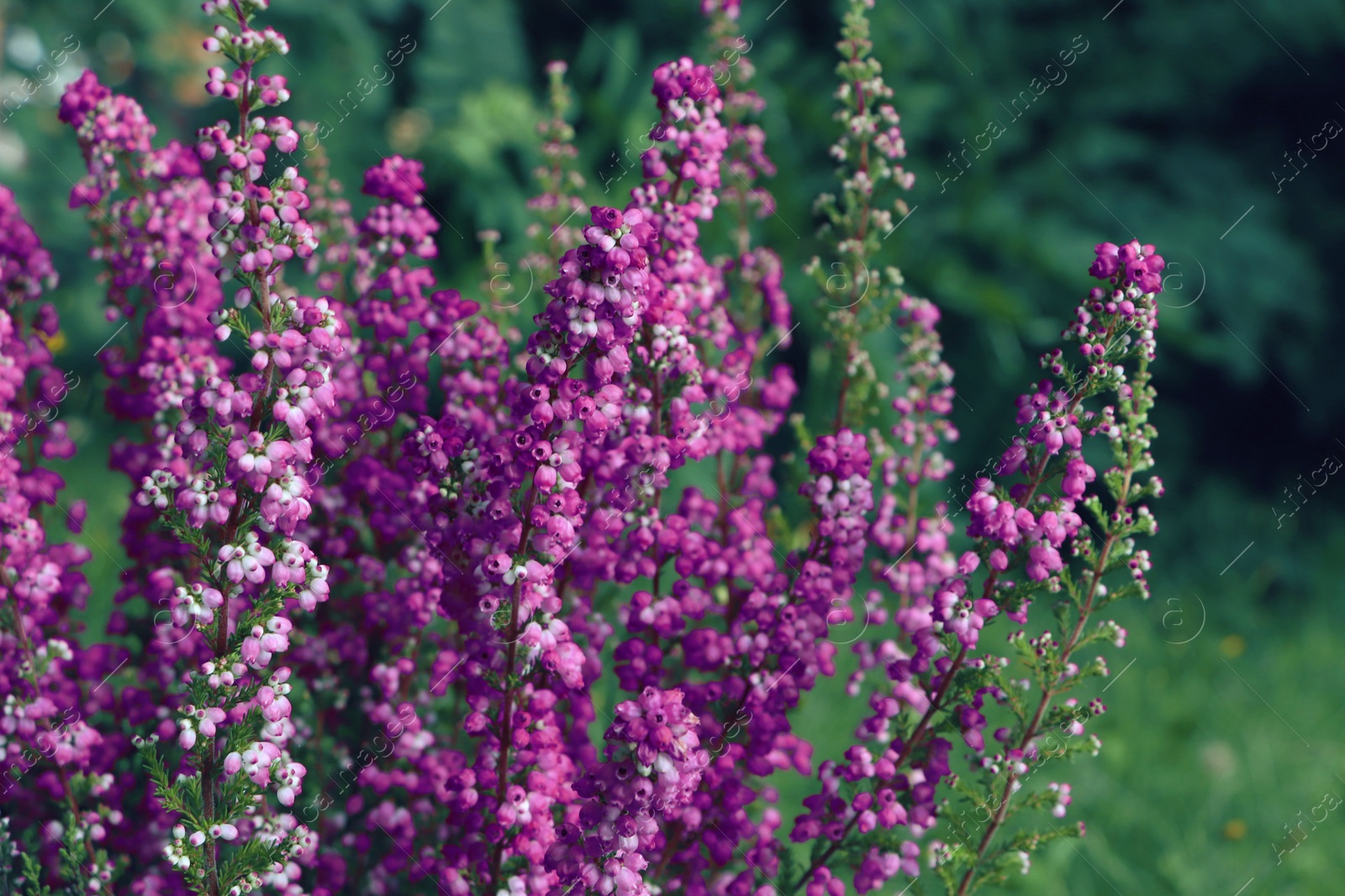 Photo of Heather shrub with blooming flowers outdoors, closeup