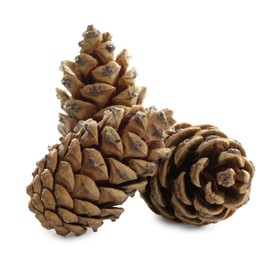 Photo of Beautiful dry pine cones on white background