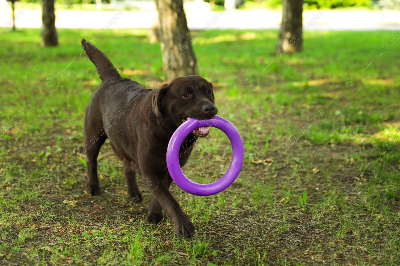 Photo of Cute Chocolate Labrador Retriever dog with toy in summer park