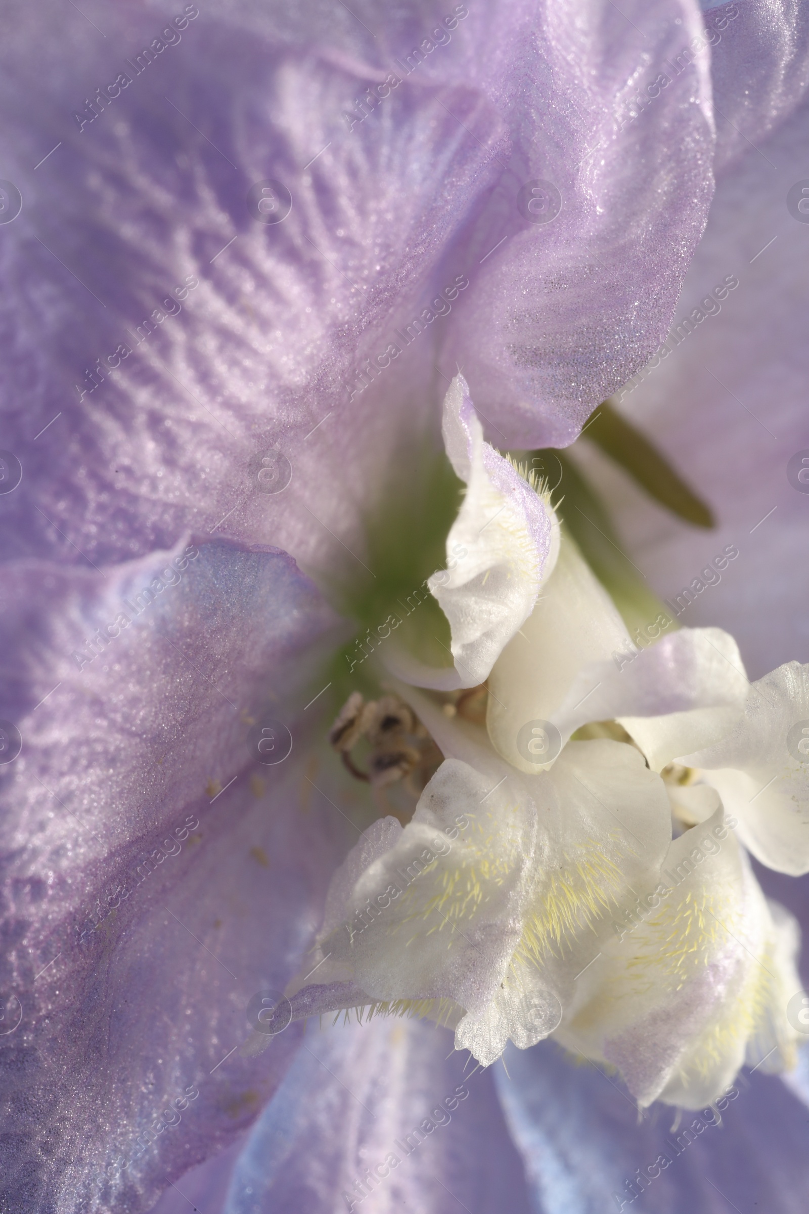 Photo of Beautiful purple Delphinium flower as background, macro view