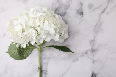 Photo of Beautiful hydrangea flower on white marble background, top view. Space for text