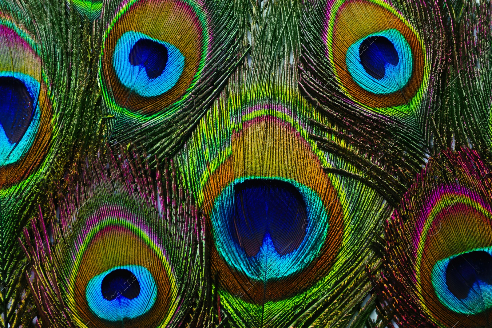 Photo of Beautiful bright peacock feathers as background, closeup