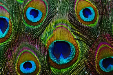 Beautiful bright peacock feathers as background, closeup