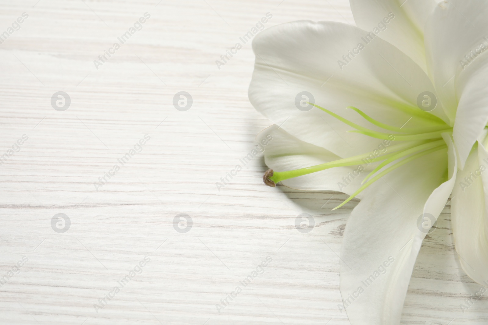 Photo of Beautiful lily flower on white wooden table, closeup. Space for text
