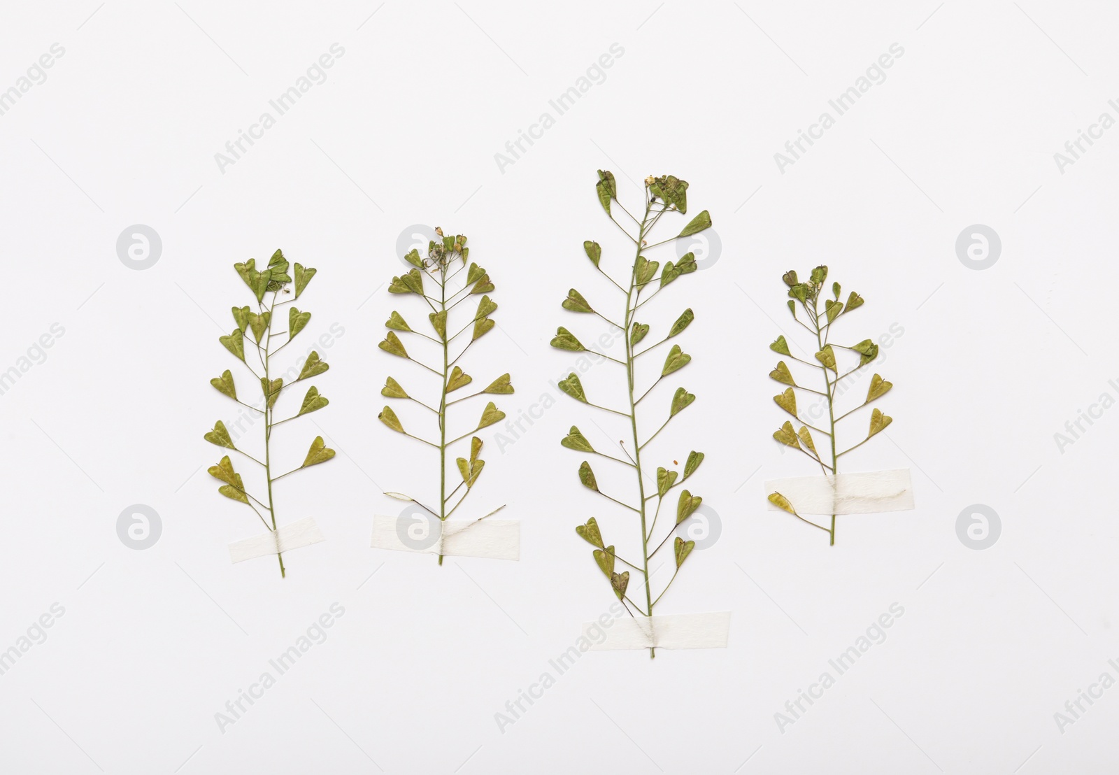 Photo of Wild pressed dried shepherd's purse plants on white background. Beautiful herbarium