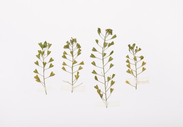 Wild pressed dried shepherd's purse plants on white background. Beautiful herbarium