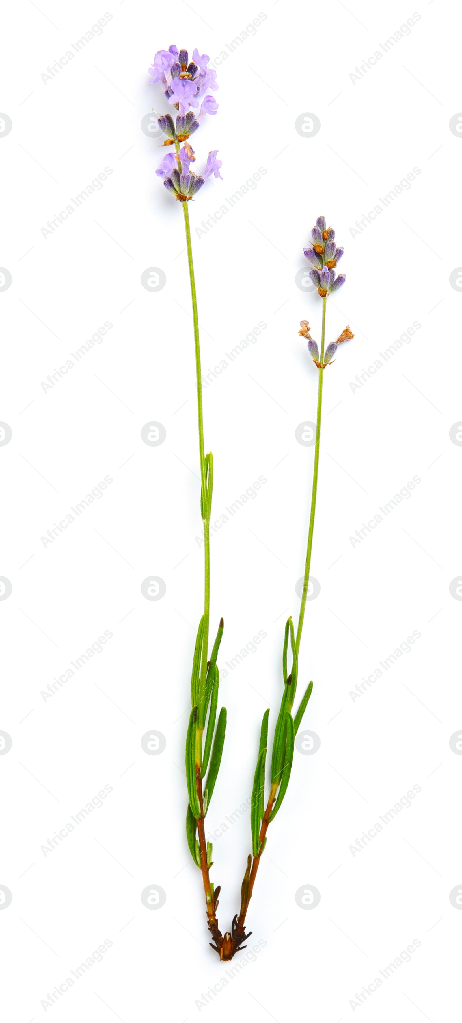 Photo of Beautiful blooming lavender flowers on white background