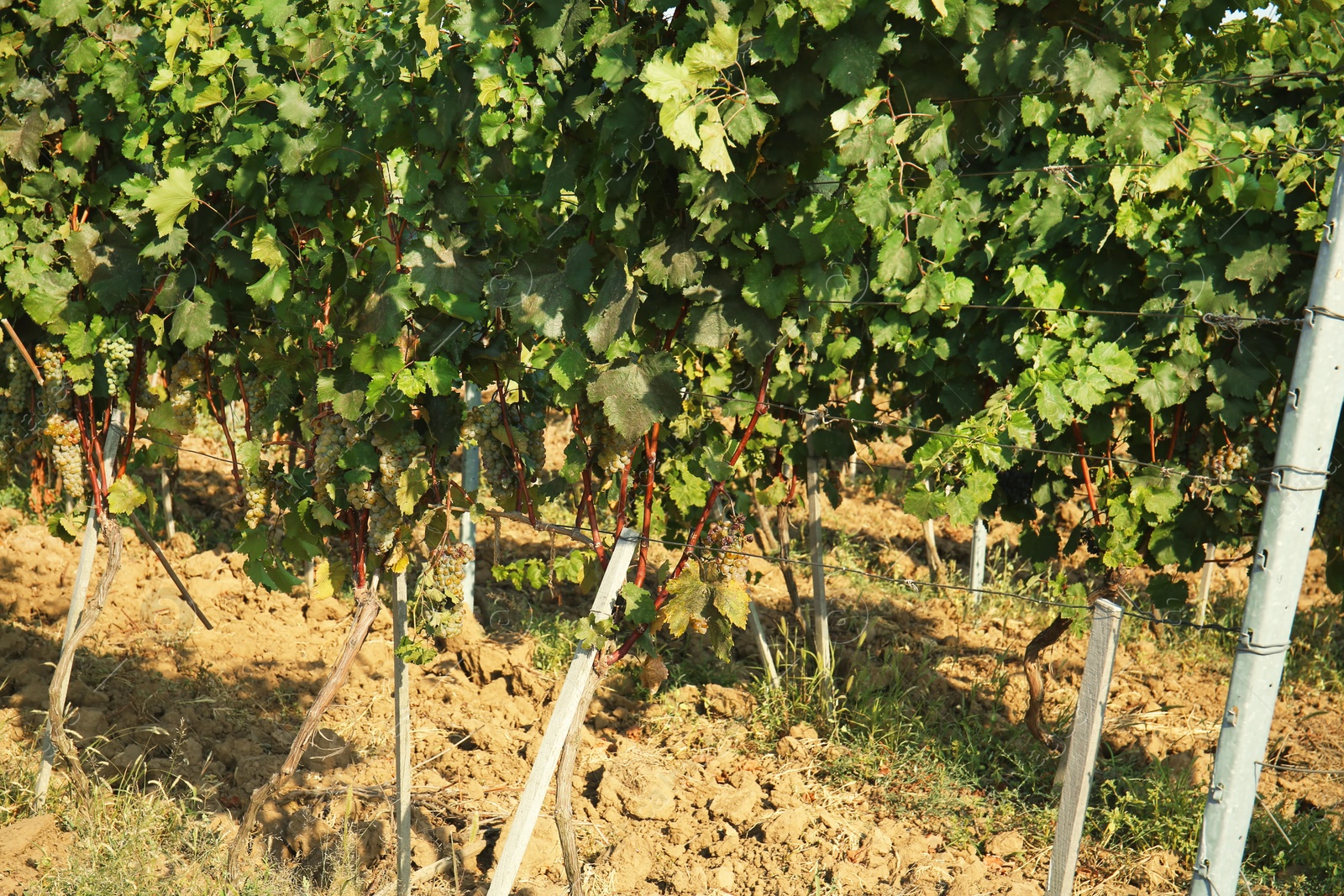 Photo of View of vineyard row with fresh ripe juicy grapes on sunny day