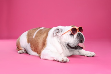 Adorable English bulldog with sunglasses on pink background