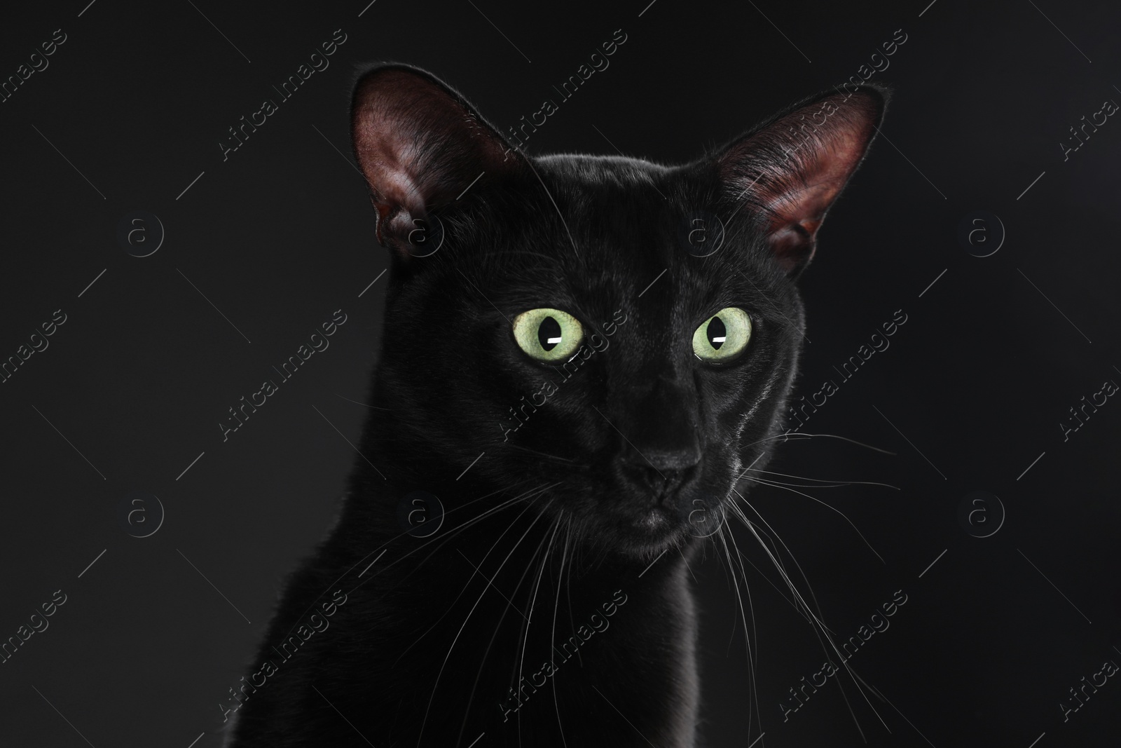 Photo of Adorable cat with green eyes on black background. Lovely pet