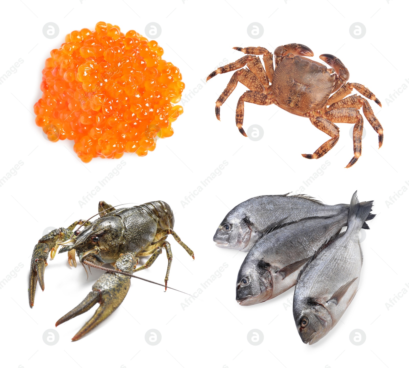 Image of Dorado fish, crab, crayfish and red caviar isolated on white, set