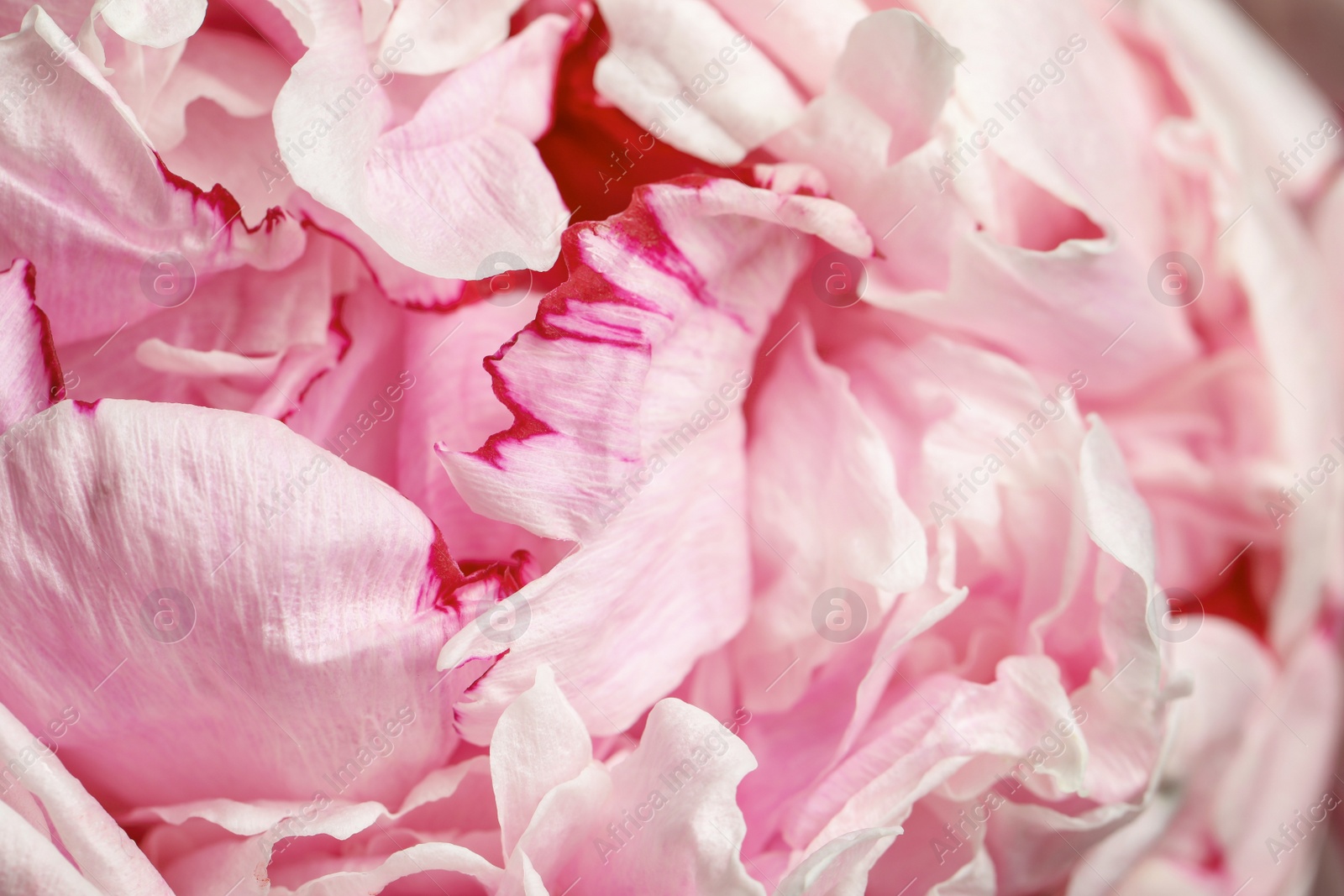 Photo of Closeup view of beautiful blooming peony as background. Floral decor