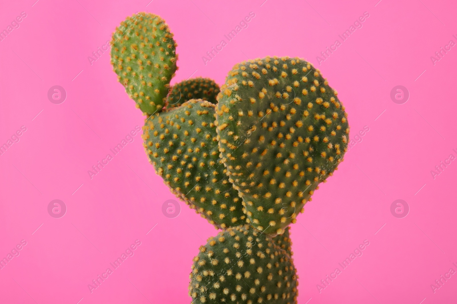 Photo of Beautiful green Opuntia cactus on pink background