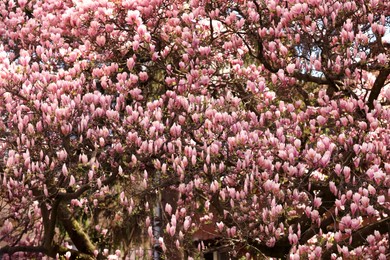 Photo of Beautiful magnolia tree with pink blossom outdoors. Spring season
