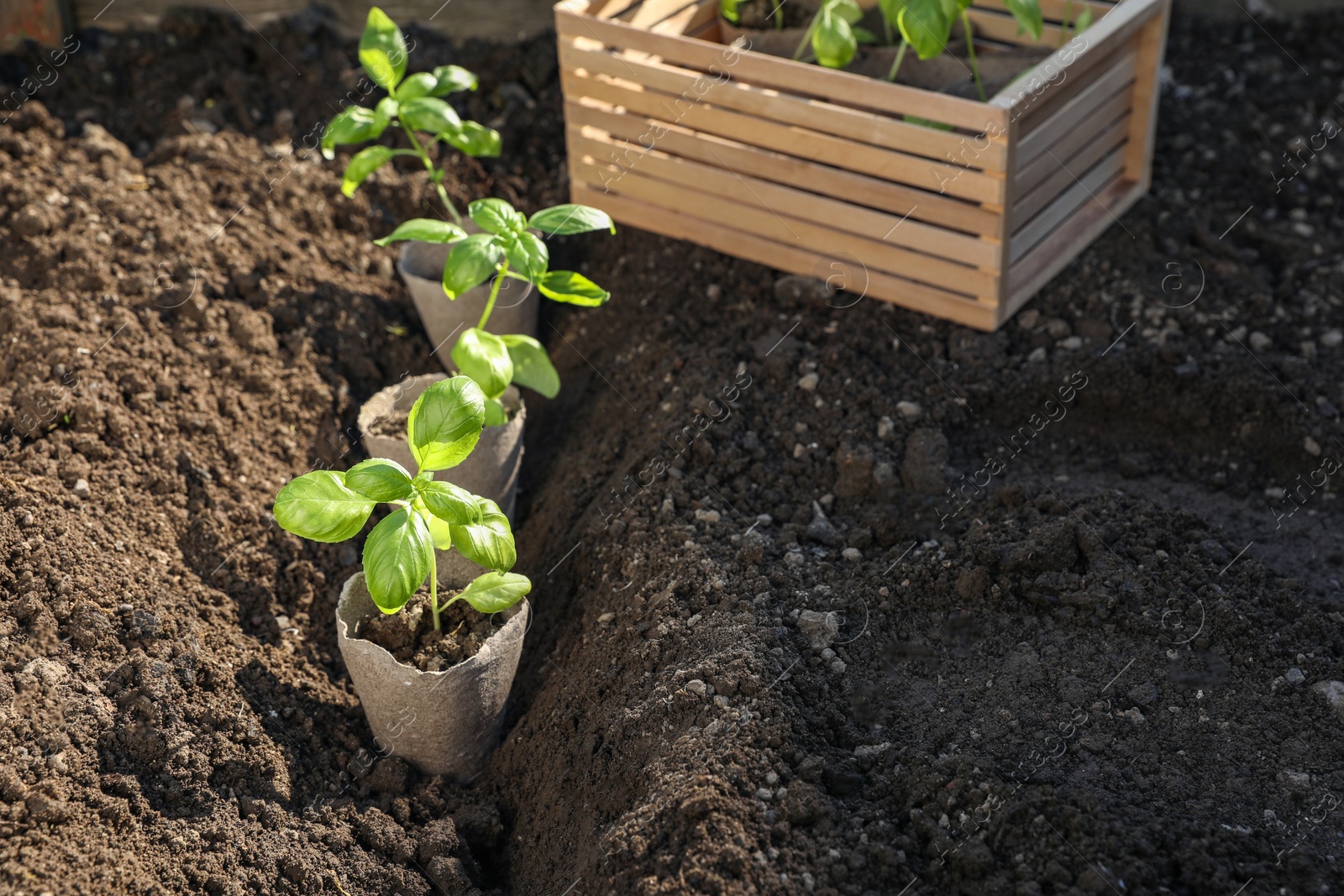 Photo of Beautiful seedlings in peat pots on soil outdoors