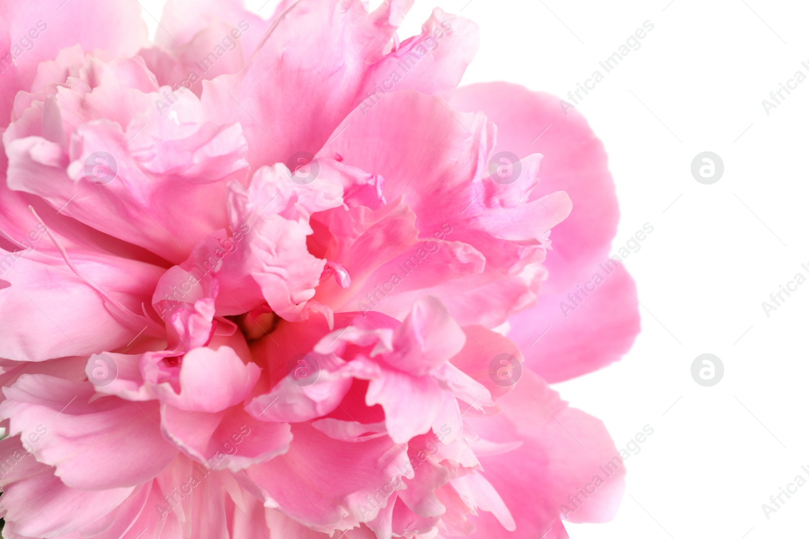 Photo of Beautiful fresh peony flower on white background, top view