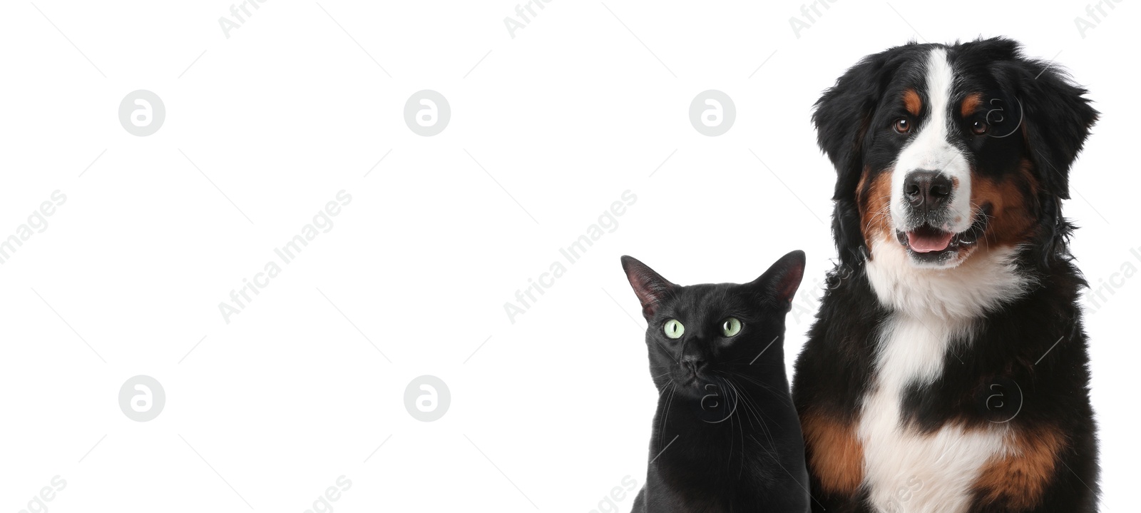 Image of Cute cat and adorable dog on white background. Banner design with space for text