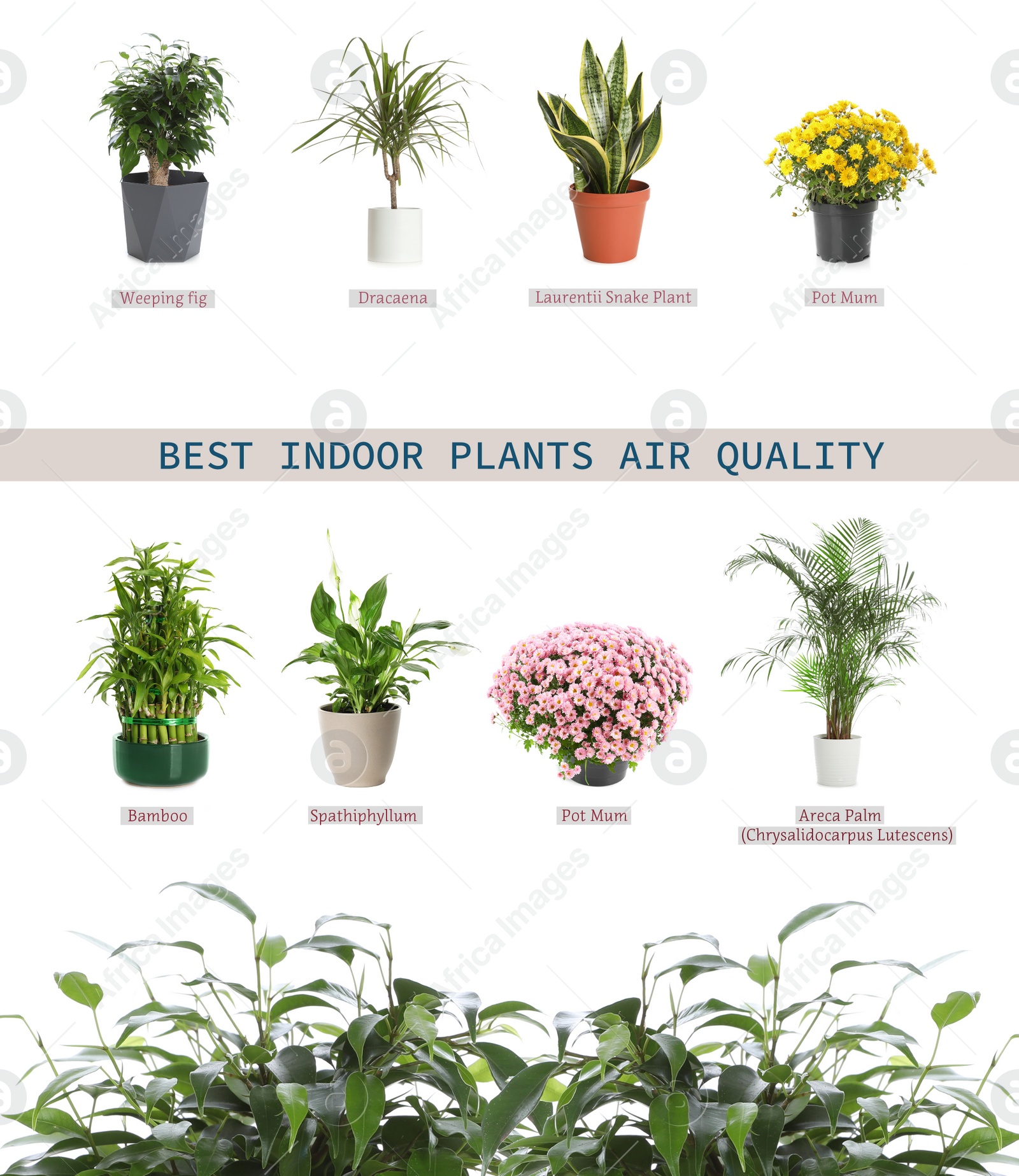 Image of Set of best house plants for air quality improvement on white background