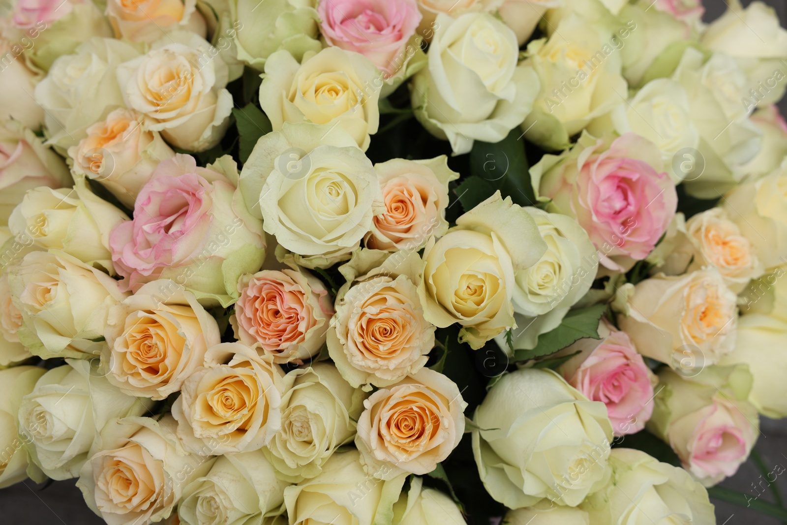 Photo of Many beautiful roses as background, top view