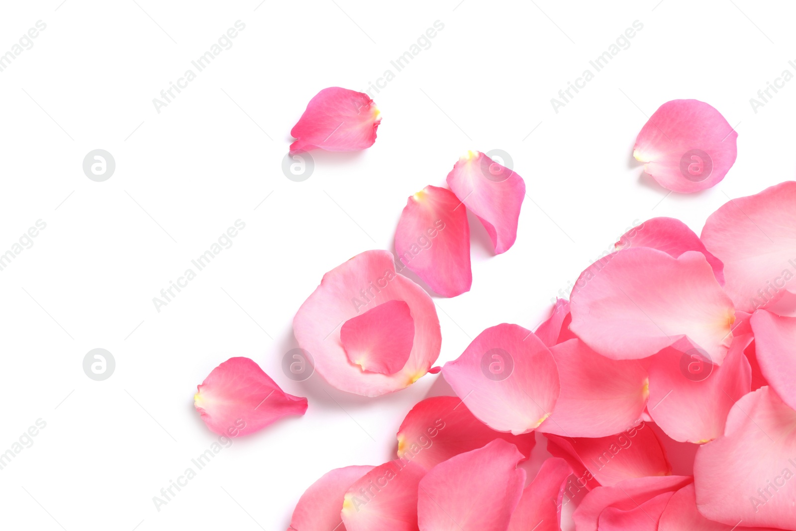 Photo of Fresh pink rose petals on white background, top view