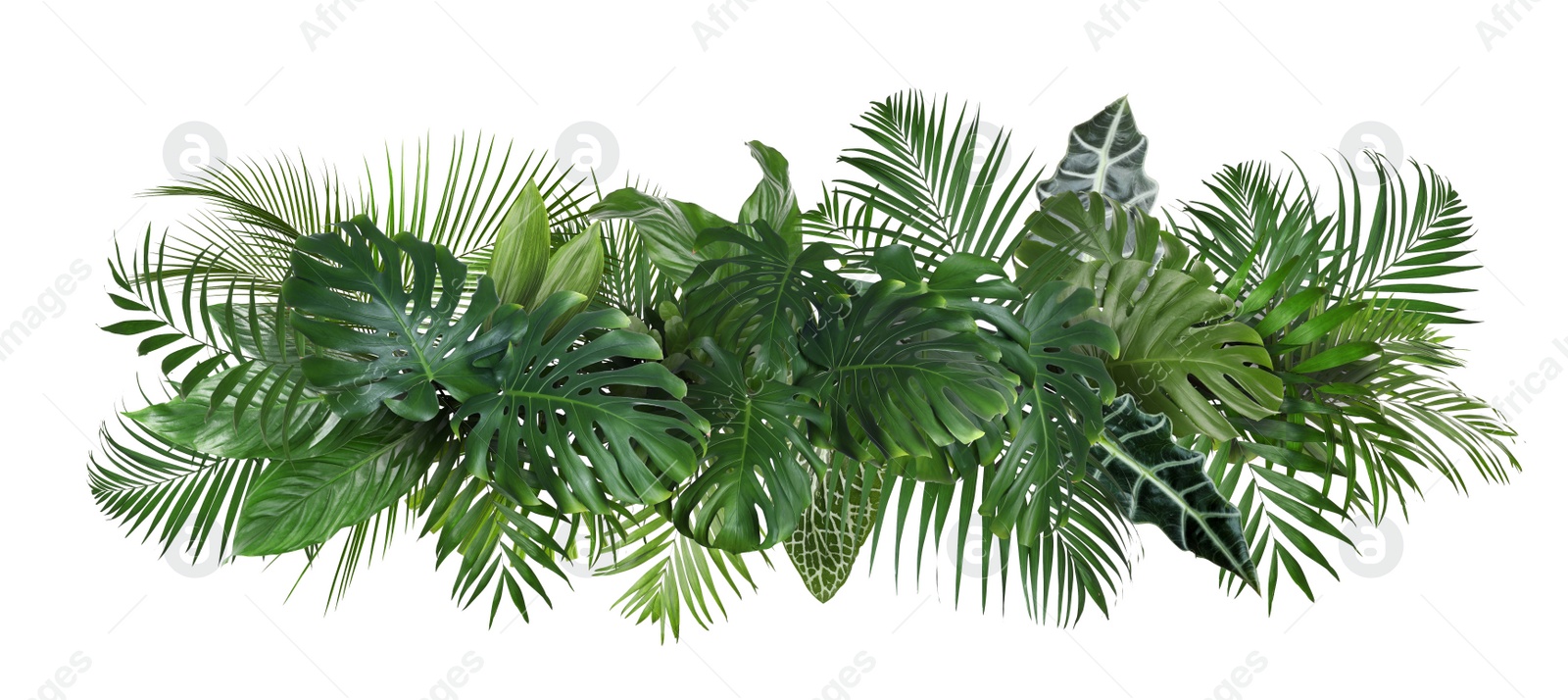 Image of Different fresh tropical leaves on white background. Banner design