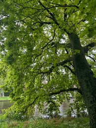 Photo of Beautiful oak tree with lush green leaves growing outdoors