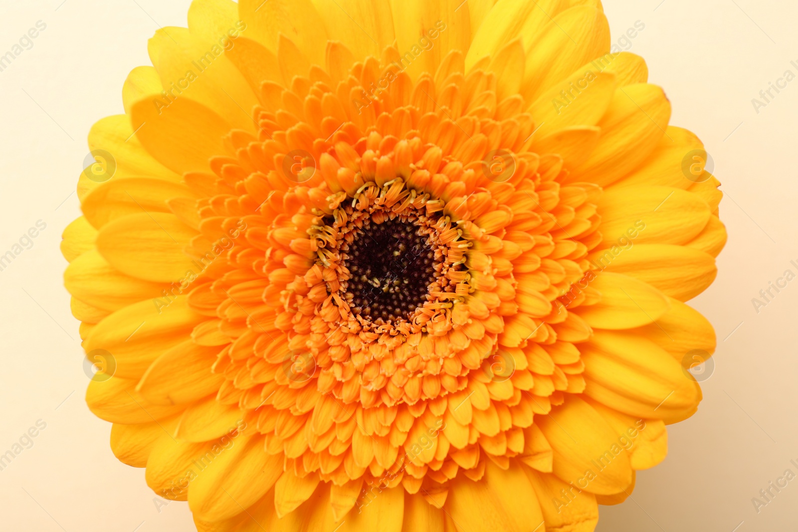 Photo of Beautiful yellow gerbera flower on beige background, top view