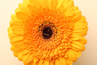 Photo of Beautiful yellow gerbera flower on beige background, top view