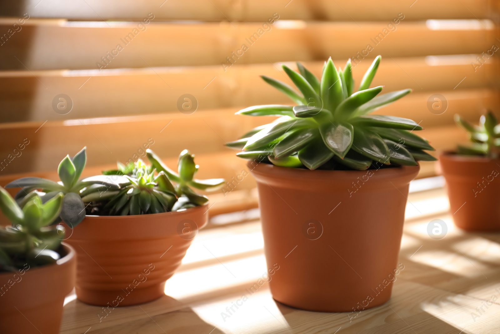 Photo of Beautiful echeverias on wooden windowsill indoors. Succulent plants