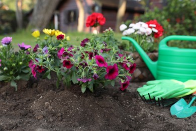 Beautiful blooming flowers, watering can, gloves and gardening tools on soil outdoors