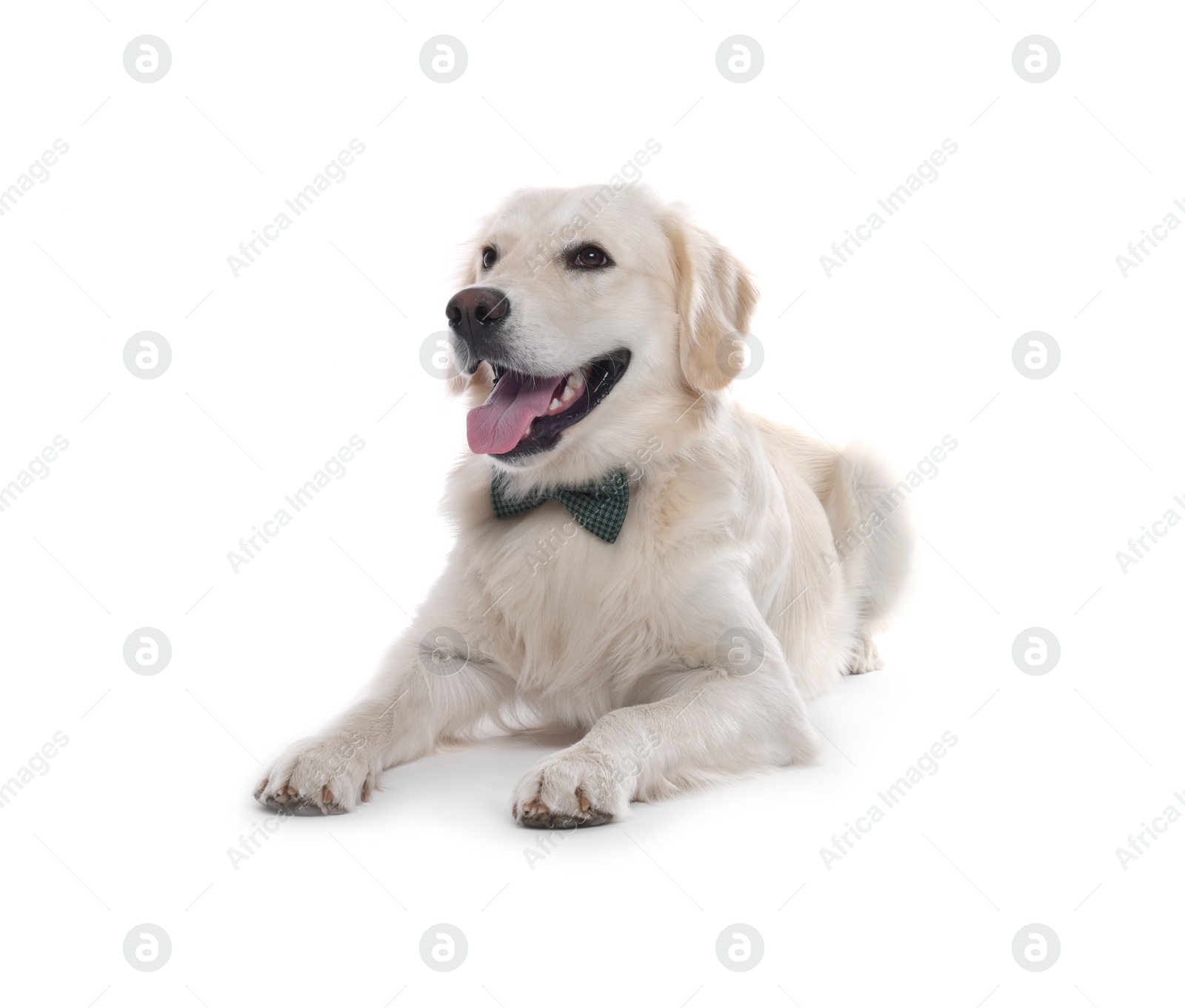 Photo of Cute Labrador Retriever with stylish bow tie on white background