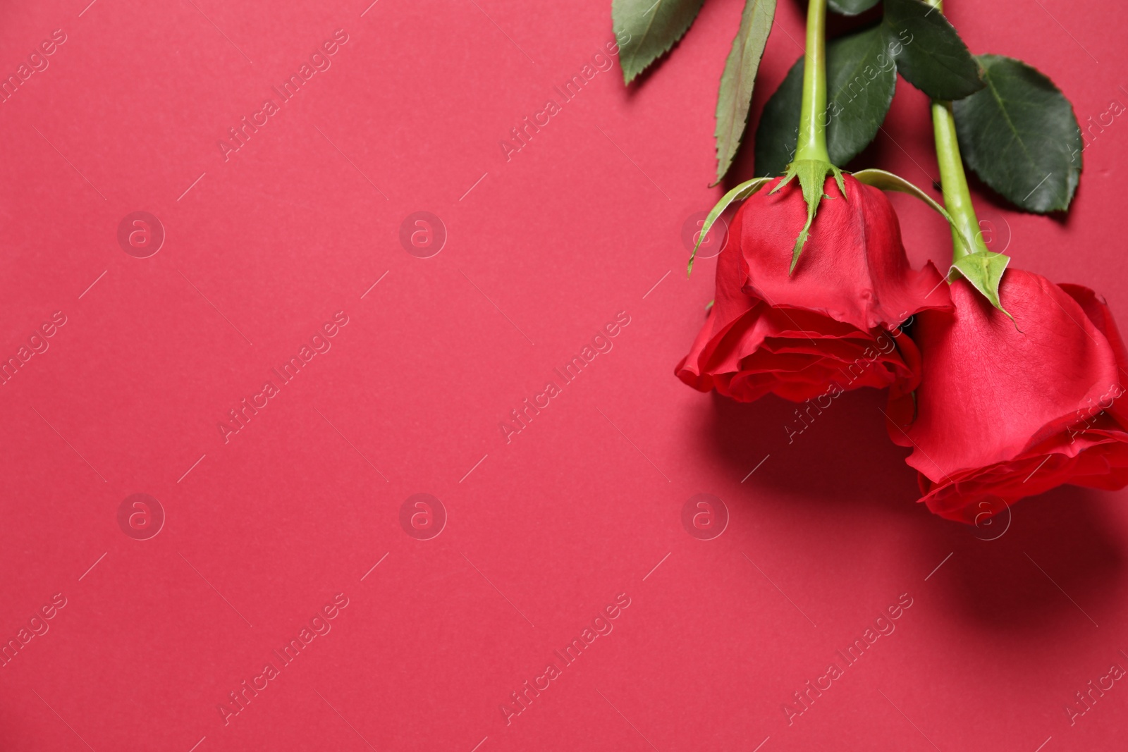Photo of Beautiful roses on red background, top view. Space for text