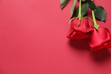 Beautiful roses on red background, top view. Space for text