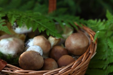 Photo of Basket full of fresh mushrooms in forest, closeup