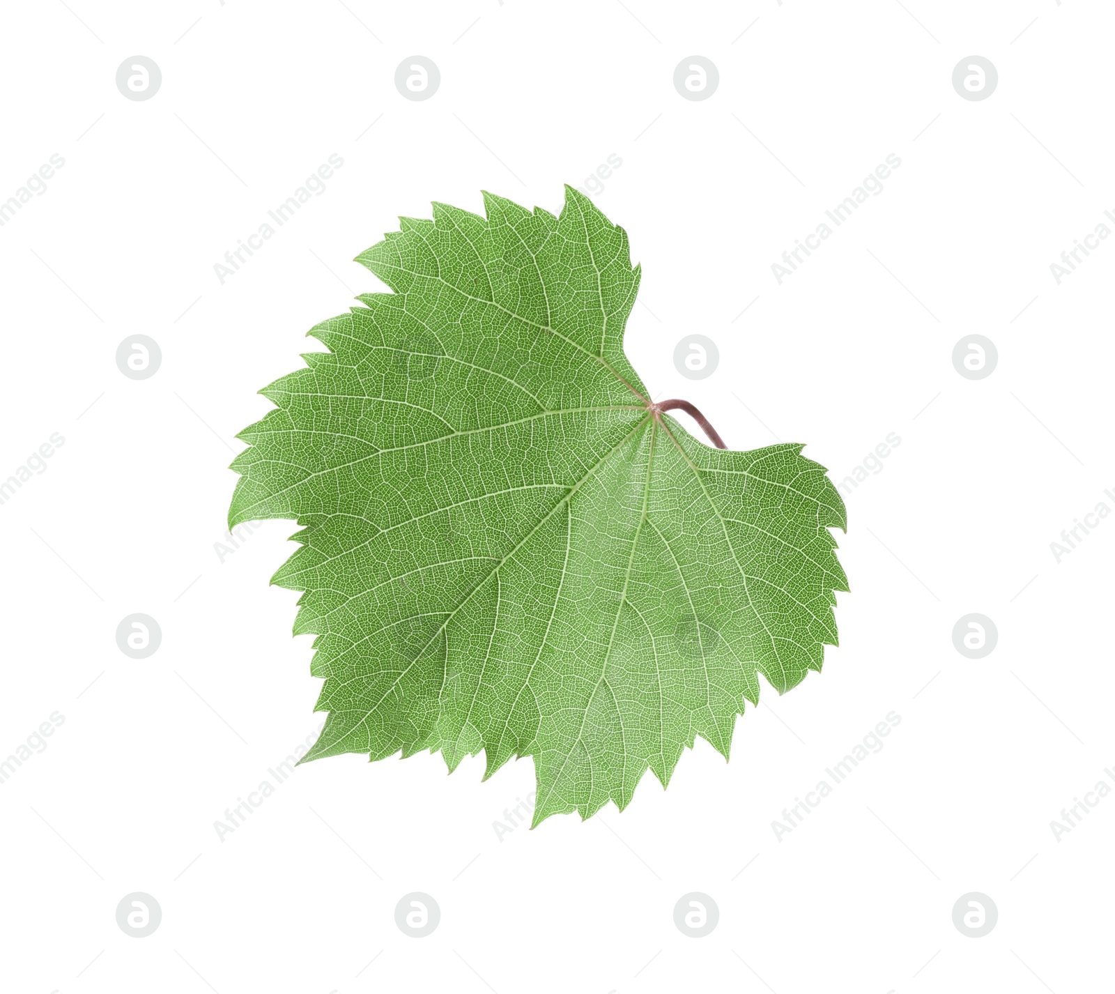 Photo of One green grape leaf isolated on white