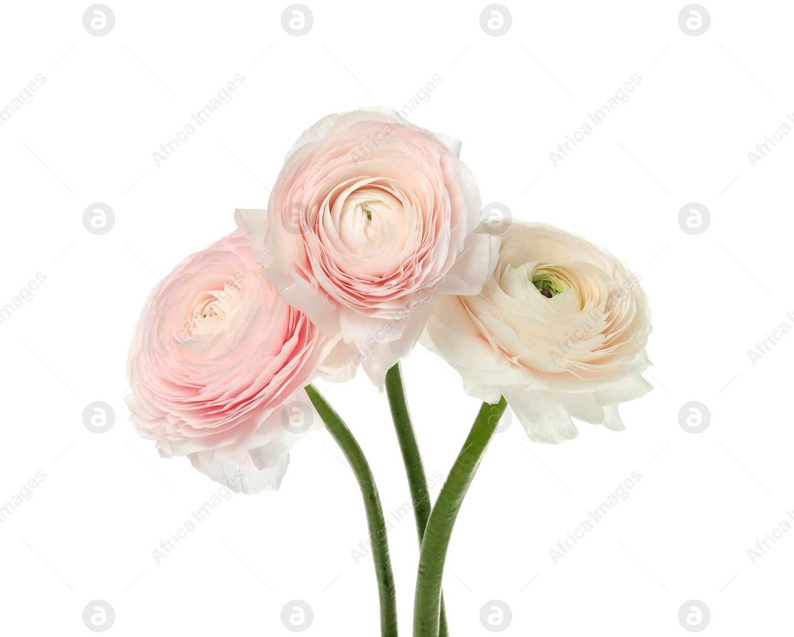 Photo of Beautiful spring ranunculus flowers isolated on white