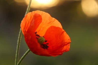 Red poppy growing outdoors in morning, closeup