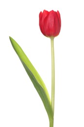 Photo of Beautiful red tulip flower isolated on white