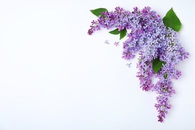 Photo of Blossoming lilac flowers on white background, top view