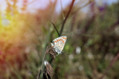 Photo of Beautiful Adonis blue butterfly on plant in field, closeup. Space for text