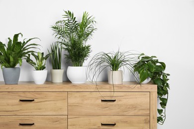 Photo of Many different houseplants in pots on wooden chest of drawers near white wall