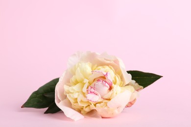 Photo of Beautiful white peony flower on pink background