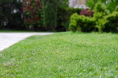 Fresh green lawn in park, closeup view