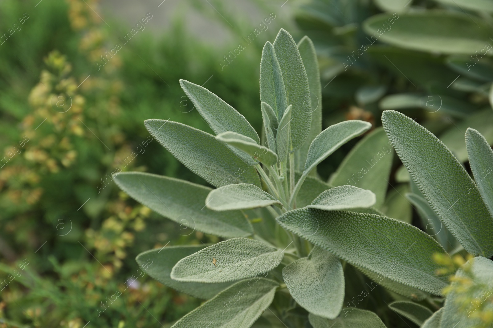 Photo of Beautiful sage with green leaves growing outdoors, closeup