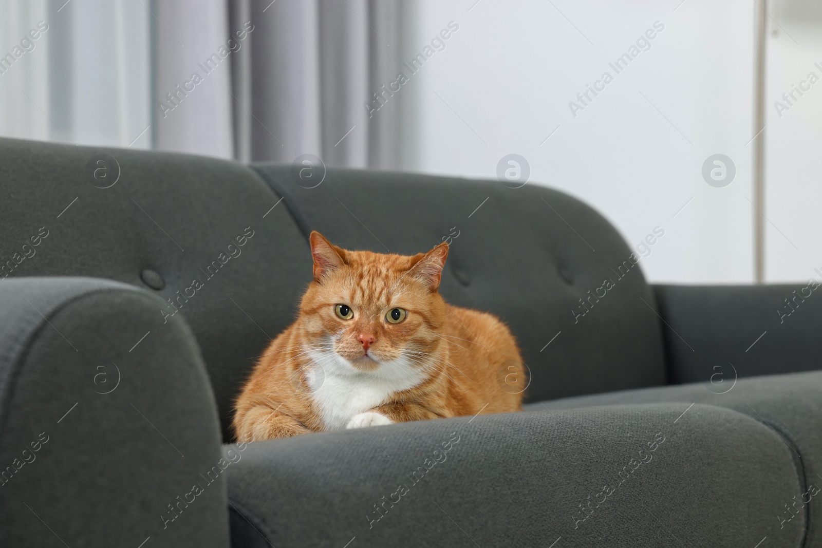 Photo of Cute ginger cat lying on sofa at home