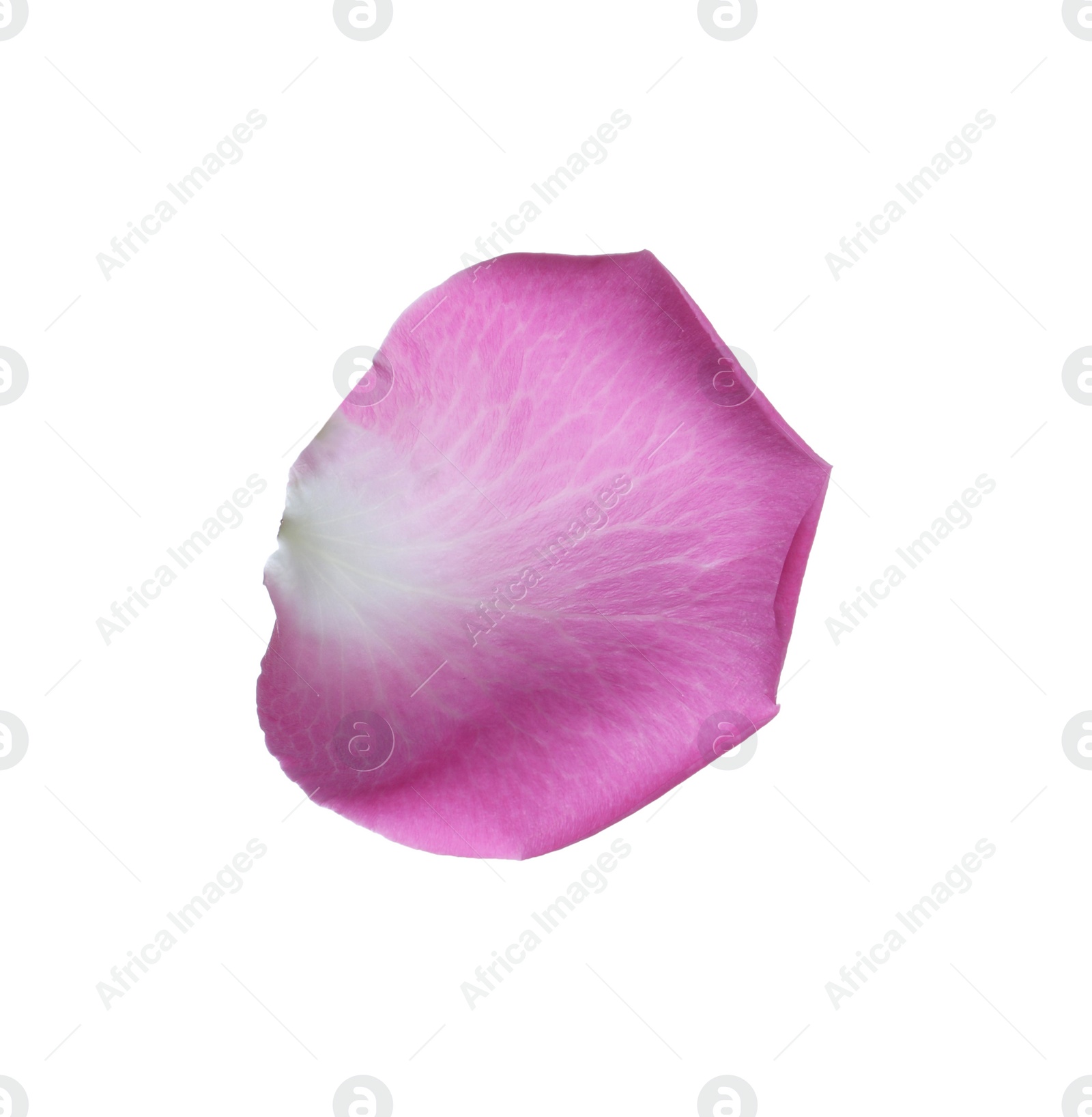 Photo of Pink rose flower petal on white background